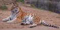 /album/fotogaleria/a800px-siberian-tiger-jpg/