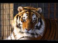 /album/fotogaleria/sibirsky-tiger-panthera-tigris-altaica-jpeg1/